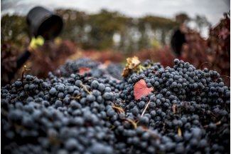 vino